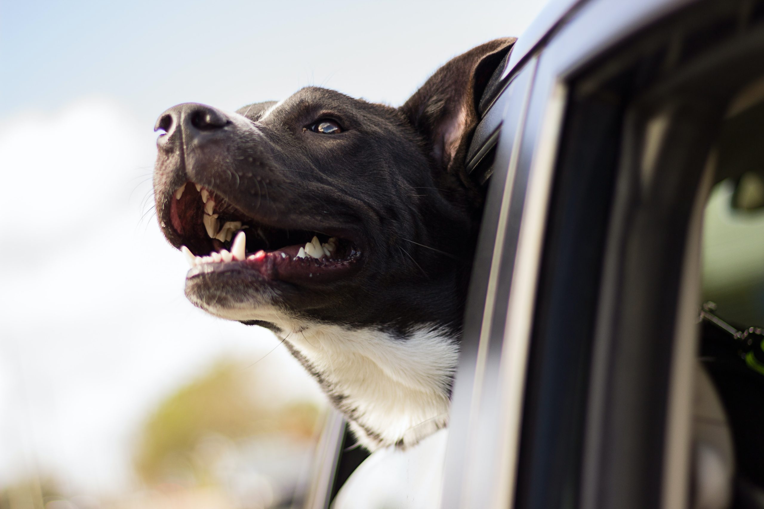 Best Vehicle Buying Tips For Dog Owners