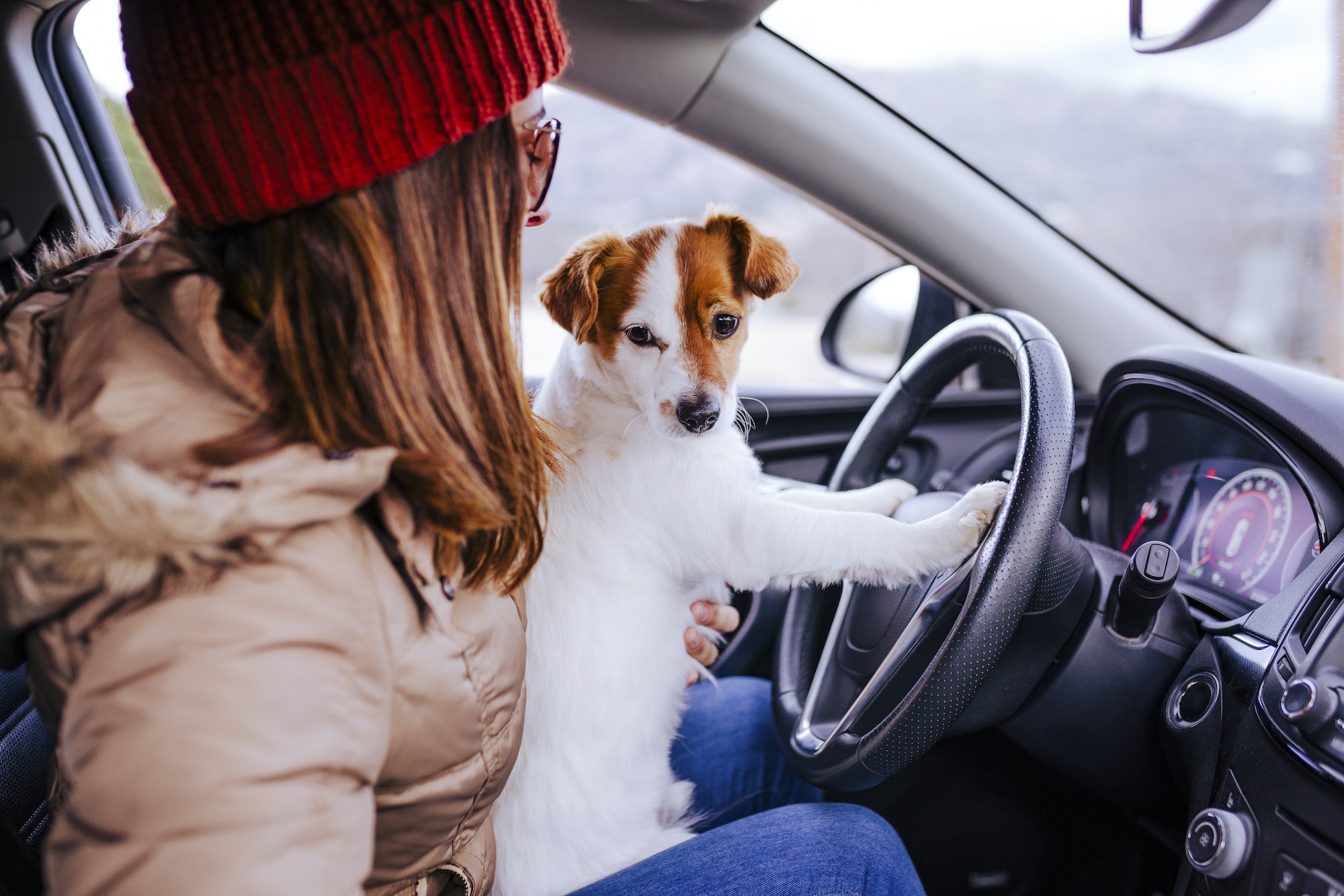 young woman in a car with her cute small jack russell dog. winter or autumn season